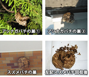 ハチの巣